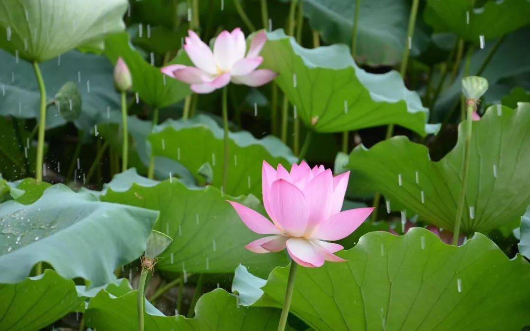 小暑|時(shí)光無(wú)涯，KA螺旋錐減速機(jī)廠家